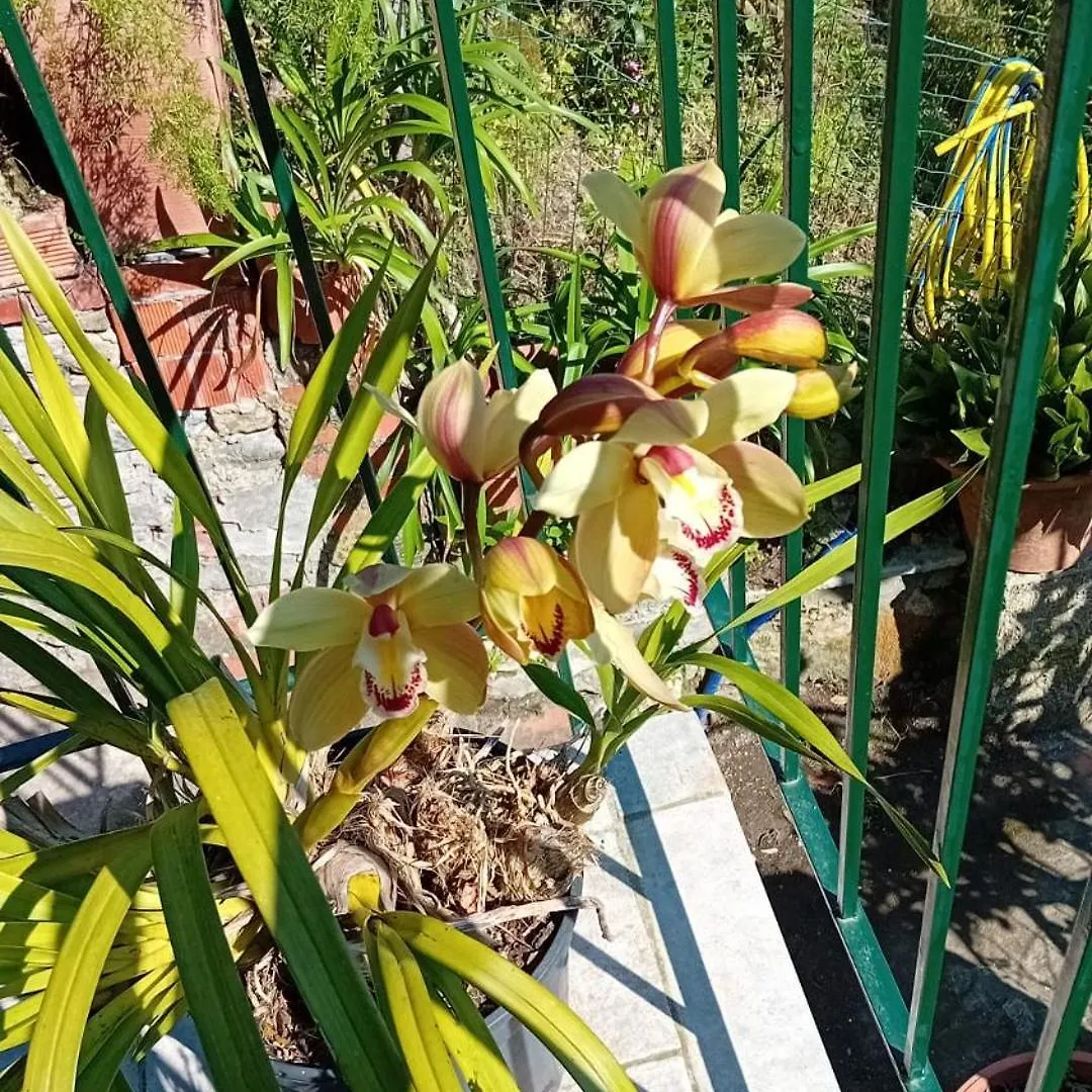 Trebiano A Casa Dei Nonni Apartment Arcola Italy